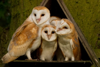Barn Owl Family by Russell Savory