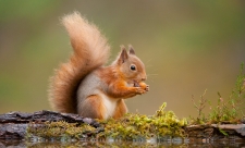 Red Squirrel nibbling nut