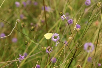 Large White butterfly on Devil's bit scabious at Burfa Bog Nature Reserve