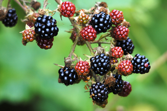 Bramble (blackberries)