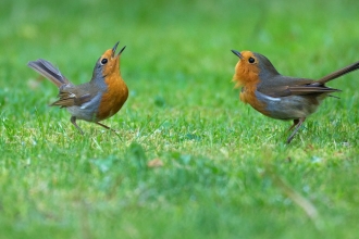 Two robins singing