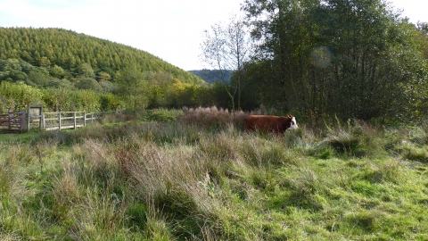 Cattle grazing Burfa Bog