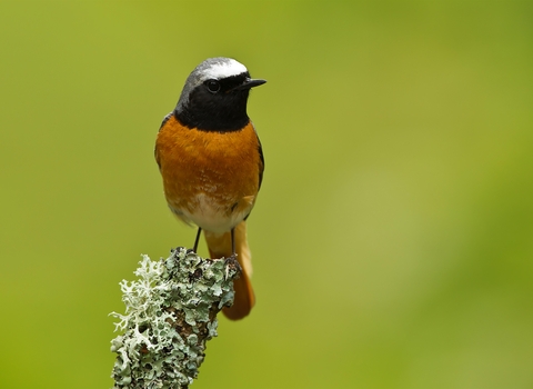 Redstart by Tony Coombs