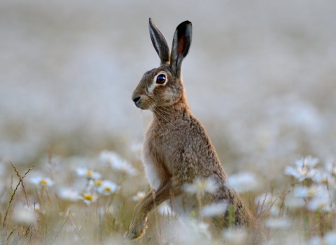Hare in field of ox-eye daisies