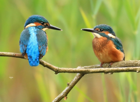 Two kingfishers by Jon Hawkins