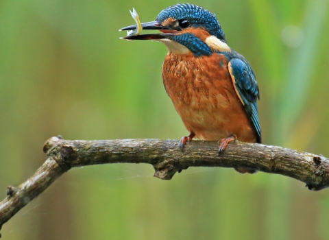 Kingfisher eating