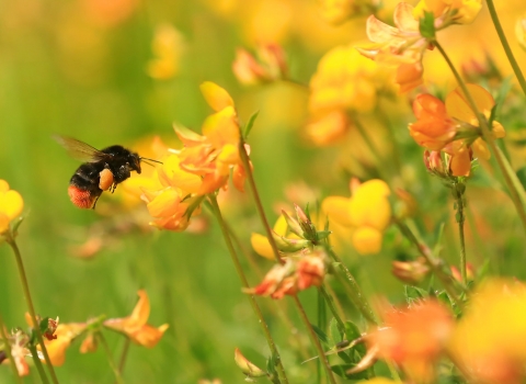 Red-tailed bumblebee by Jon Hawkins