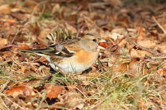 Female brambling