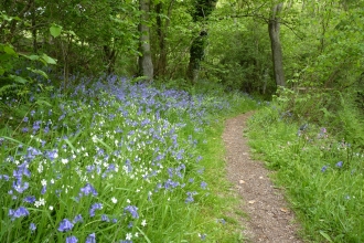 Bailey Einon Bluebells