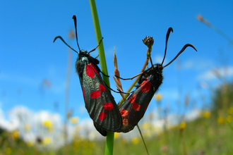 Burnet Moths