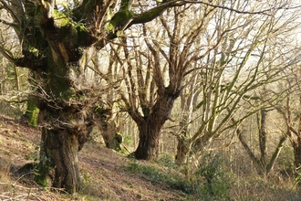 Cwm Byddog Ancient Trees