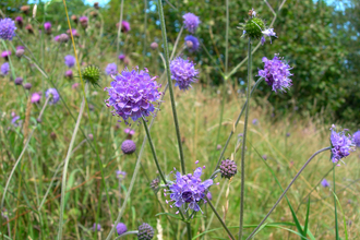 Devil's-bit Scabious