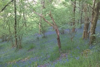 Gilfach Bluebells