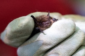 Common pipistrelle