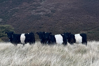 Belted Galloways