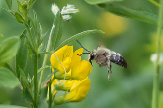 Long horned bee