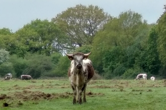 Agroforestry