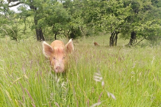 Tamworth pigs at Pentwyn