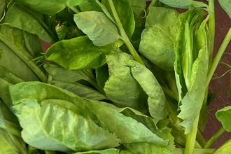 Tender pea shoots