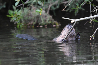 Cornwall beavers