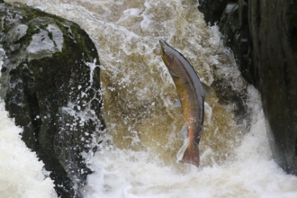 Salmon
