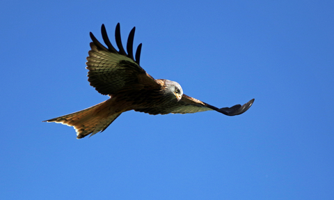 Red Kite soaring in blue sky