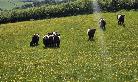 Belted galloway