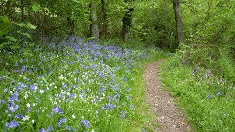 Bailey Einon Bluebells