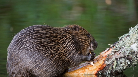 Beaver