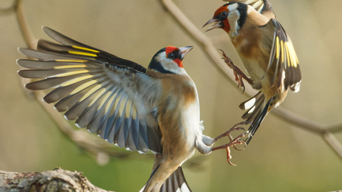 Goldfinch