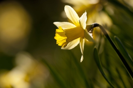 Wild Daffodil