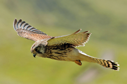 Kestrel