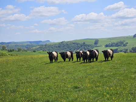 Belted galloway