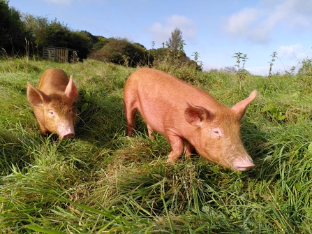 Tamworth pigs