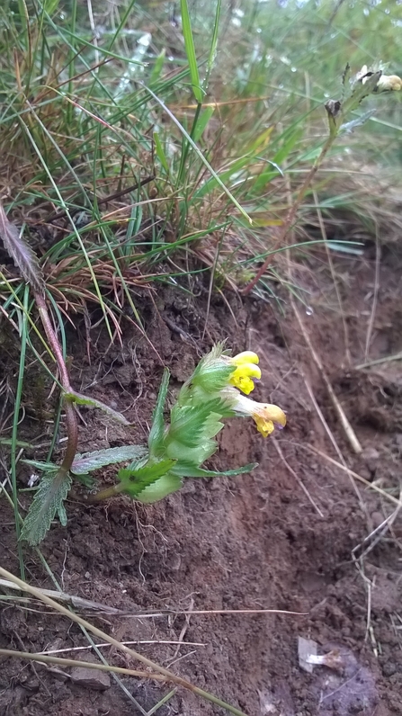 Yellow rattle