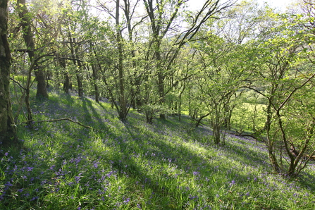 Gilfach bluebells