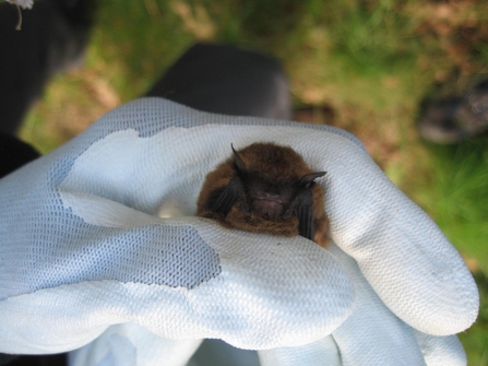 Pipistrelle