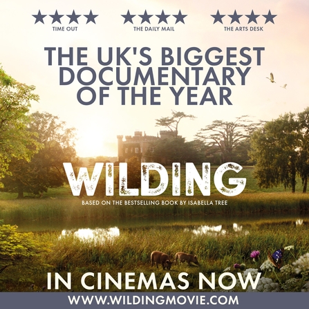 Wilding Box Office