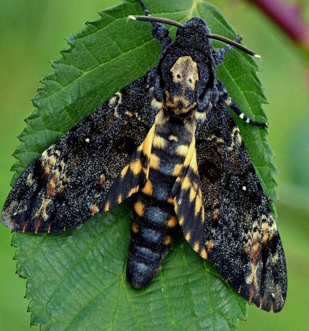 Deaths hawk moth