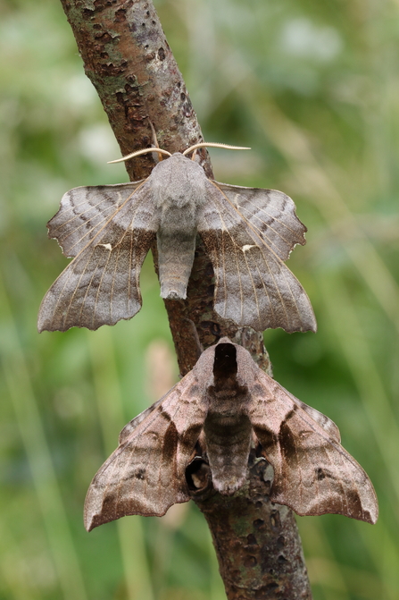 Poplar hawkmoth