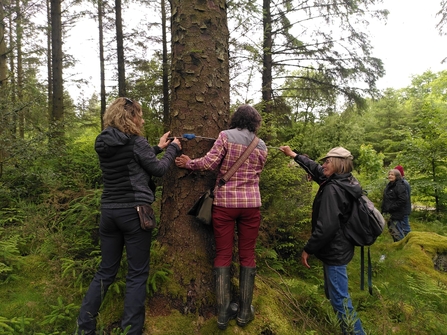 Tree measuring Pentwyn