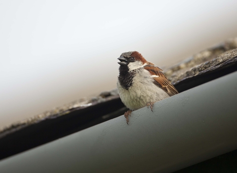 House sparrow