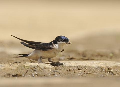 House martin