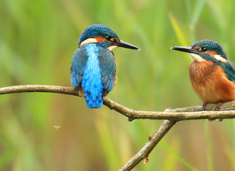 Kingfishers