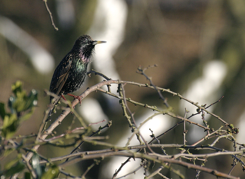 Starling