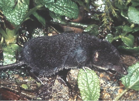 Water shrew