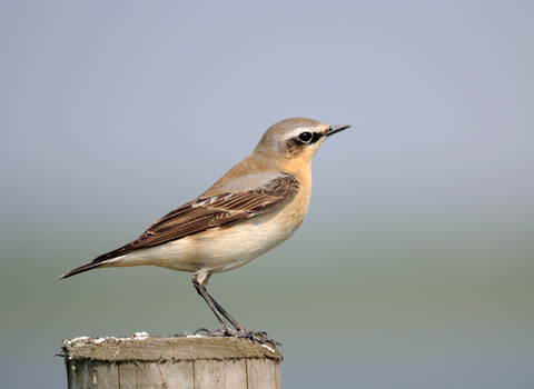 Wheatear