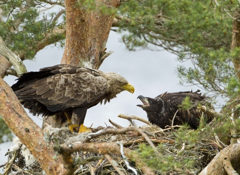 White-tailed eagle with chick