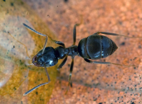 Black Garden Ant