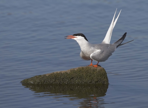 Common Tern